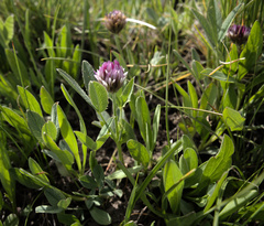 Trifolium longipes