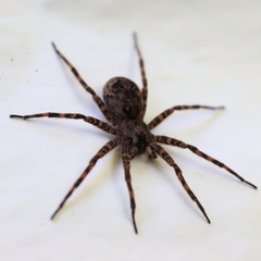 Dolomedes tenebrosus