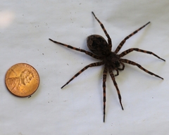 Dolomedes tenebrosus