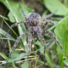 Dolomedes tenebrosus