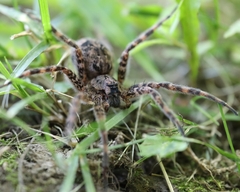 Dolomedes tenebrosus