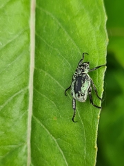 Hoplia parvula