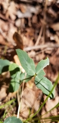 Trifolium kingii