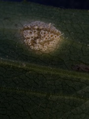 Puccinia dioicae