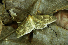 Anania lancealis