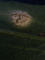 Puccinia dioicae