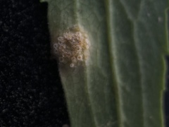 Puccinia dioicae