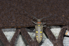 Batocera rubus