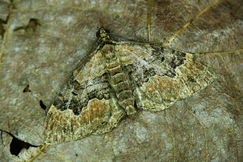 Large Twin-spot Carpet