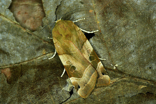 Broad-bordered Yellow Underwing