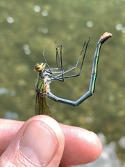 Calopteryx angustipennis