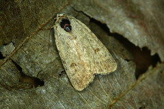 Caradrina selini