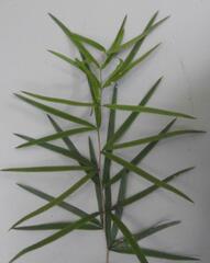 Asparagus falcatus