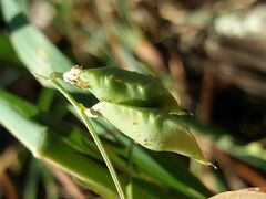 Vicia disperma