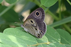 Ypthima multistriata