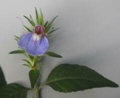 Justicia petiolaris
