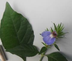 Justicia petiolaris