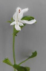 Leucas glabrata