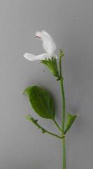 Leucas glabrata