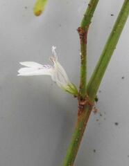 Leucas glabrata