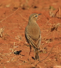 Anthus vaalensis
