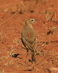 Anthus vaalensis