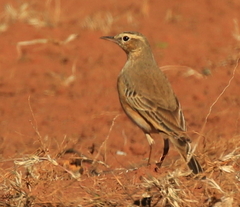 Anthus vaalensis