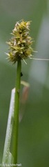 Carex cephaloidea