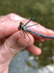 Calopteryx angustipennis