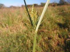 Cyperus fastigiatus