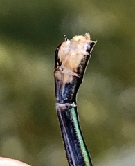 Calopteryx angustipennis