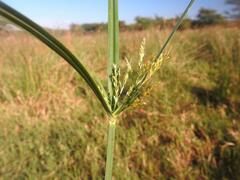 Cyperus fastigiatus