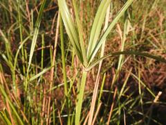 Cyperus fastigiatus