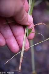 Carex cephaloidea