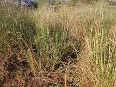 Cyperus fastigiatus