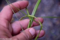 Carex cephaloidea