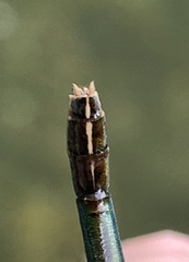Calopteryx angustipennis