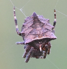 Acanthepeira