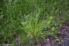 Carex cephaloidea