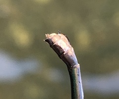 Calopteryx angustipennis