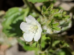 Phacelia viscida albiflora