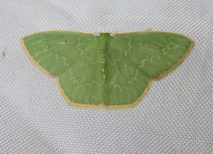Lissochlora