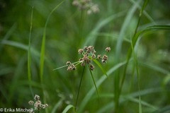 Scirpus hattorianus