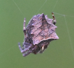 Acanthepeira