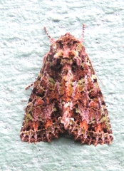 Heterochroma lineata