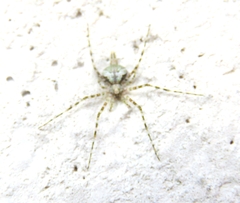Neotama mexicana
