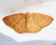 Episemasia