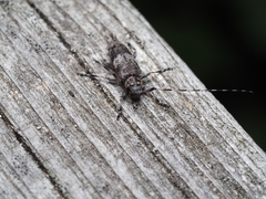 Acanthocinus griseus