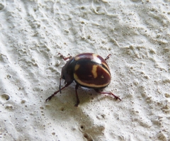 Platyphora spectabilis