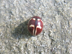 Platyphora spectabilis